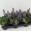 Scaevola aemula 'Purple Haze'