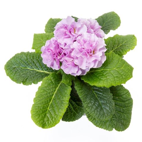 Primula 'Princess Neon Violet'