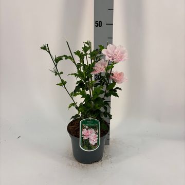 Hibiscus syriacus PINK CHIFFON