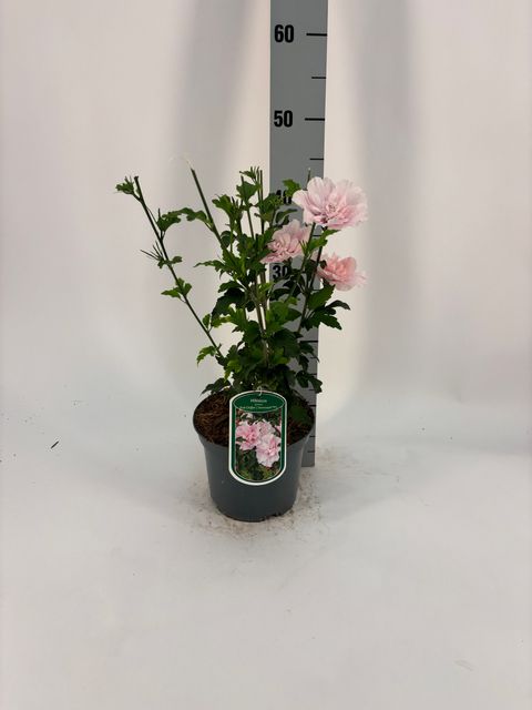 Hibiscus syriacus PINK CHIFFON