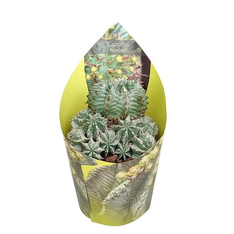 Euphorbia horrida alba