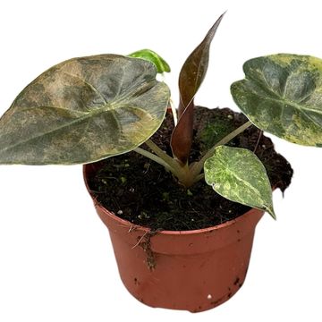 Alocasia wentii 'Aurea'