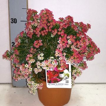 Chamelaucium uncinatum 'My Sweet 16'