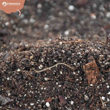 Substrates ALOCASIA MIX