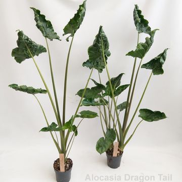 Alocasia 'Dragon Tail'