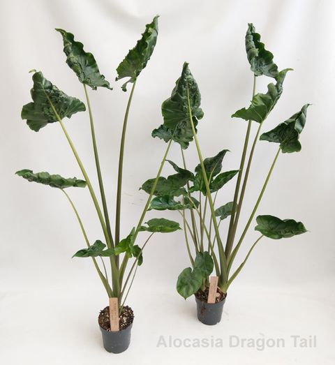 Alocasia 'Dragon Tail'