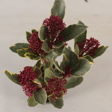Skimmia japonica 'Perosa'