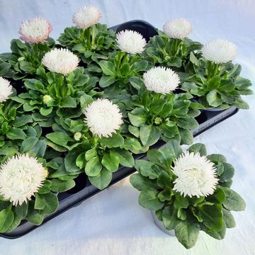 Bellis perennis BAM BAM WHITE