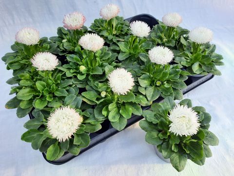 Bellis perennis BAM BAM WHITE