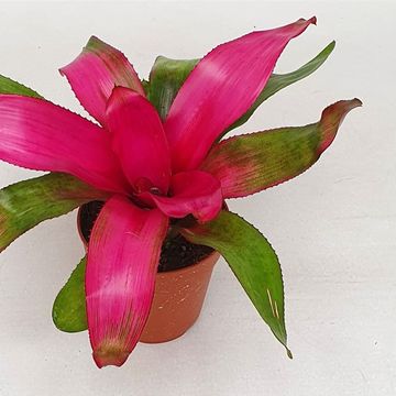 Neoregelia 'Donna'