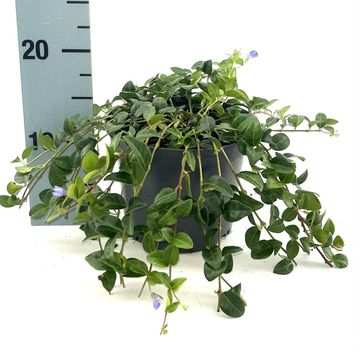 Vinca minor 'La Grave'