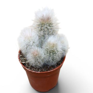 Austrocephalocereus dybowskii