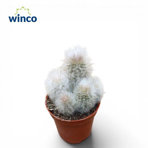 Austrocephalocereus dybowskii