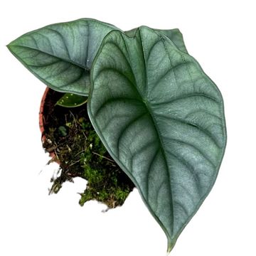 Alocasia nebula