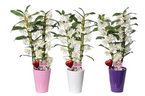 Dendrobium nobile CLASSIC APOLLON