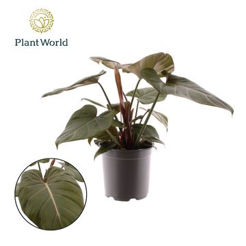 Philodendron 'Summer Glory'