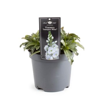 Veronica gentianoides 'Tissington White'