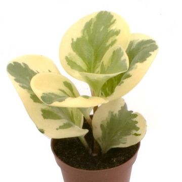 Peperomia obtusifolia 'USA'