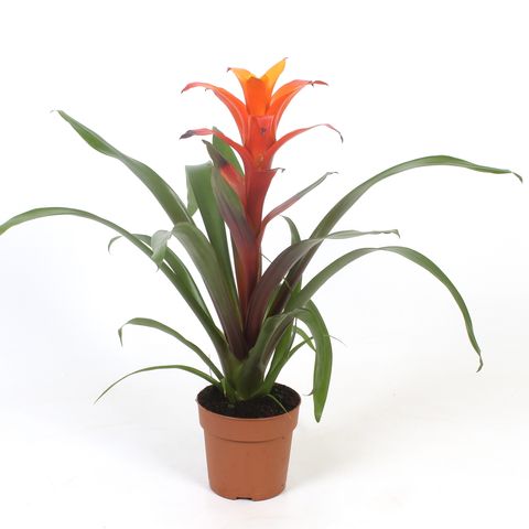 Guzmania 'Variada'