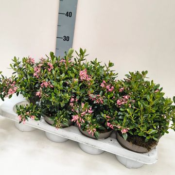 Escallonia laevis SHOWSTOPPER
