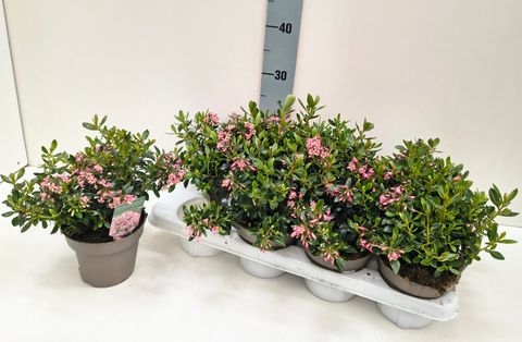 Escallonia laevis SHOWSTOPPER