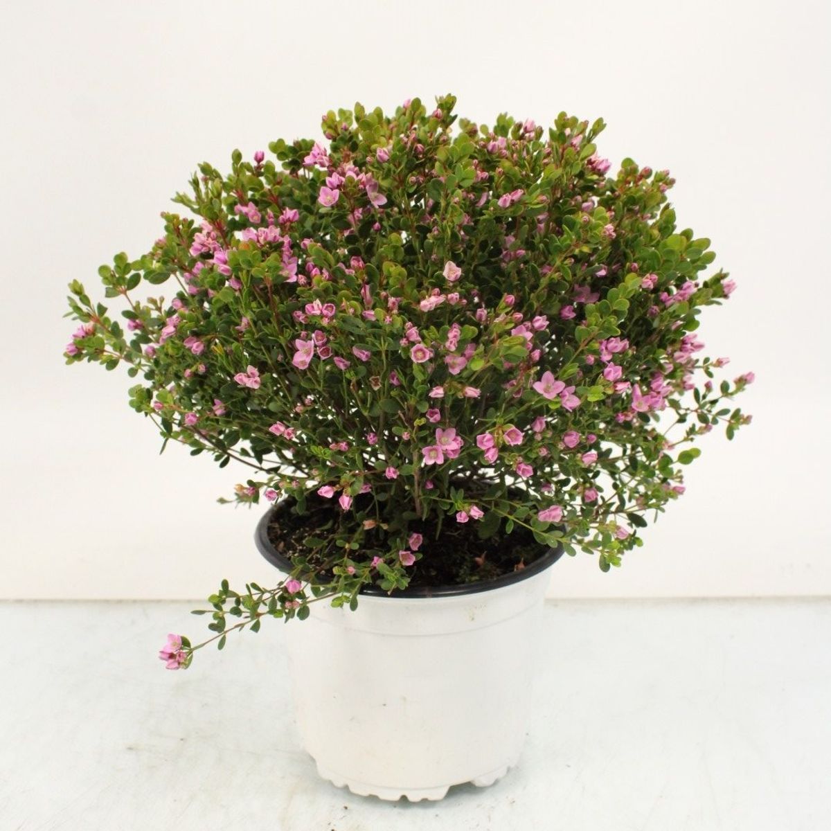 Boronia crenulata — Plant Wholesale FlorAccess
