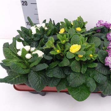 Primula vulgaris BELARINA MIX