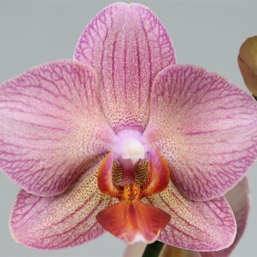 Phalaenopsis SALMION (Leerdam Orchideeën)