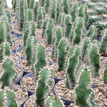 Euphorbia polyacantha