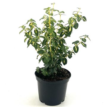 Euonymus fortunei 'Sunspot'