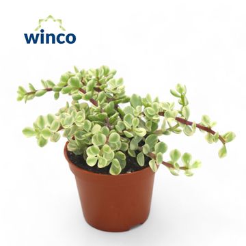 Portulacaria afra 'Variegata'