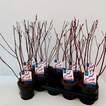 Ива gracilistyla 'Mt. Aso'