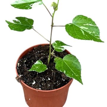 Hibiscus tilliaceus 'Variegata'
