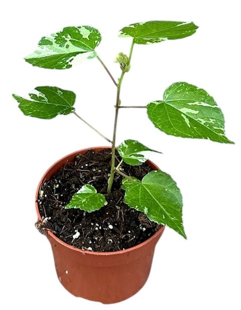Hibiscus tilliaceus 'Variegata'