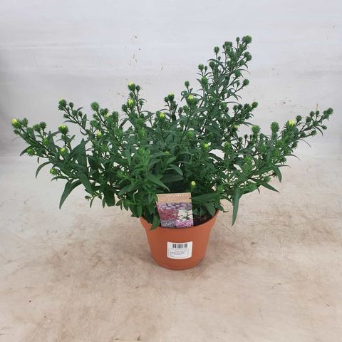 Aster SHOWMAKERS SNOW WHITE