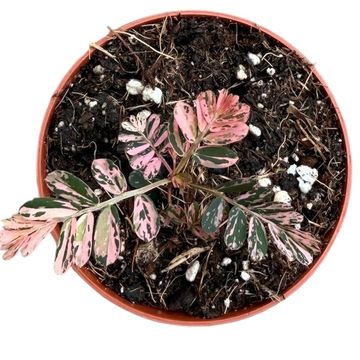 Phyllanthus urinaria 'Variegata'