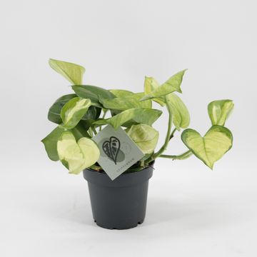 Epipremnum 'Lemon Top'