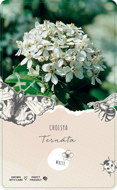 Choisya ternata