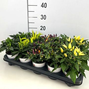 Capsicum annuum ACAPULCO MIX