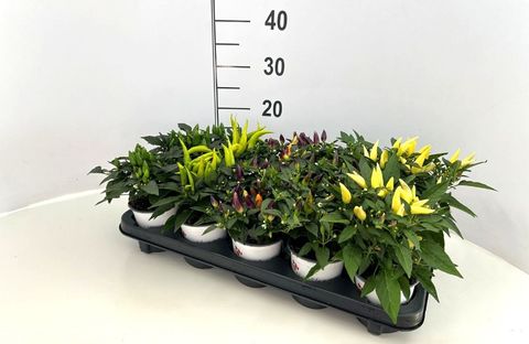 Capsicum annuum ACAPULCO MIX