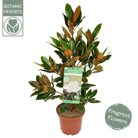 Magnolia grandiflora 'Little Gem'