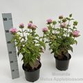 Monarda didyma 'Melua Appleblossom'