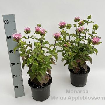 Monarda didyma 'Melua Appleblossom'
