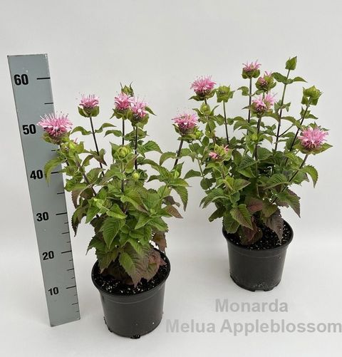 Monarda didyma 'Melua Appleblossom'