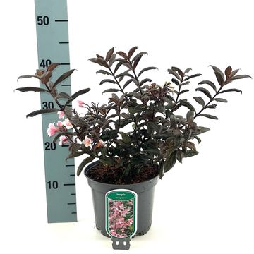 Weigela VINTAGE LOVE