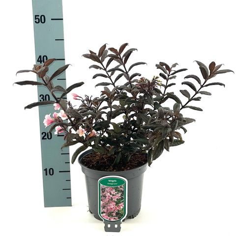 Weigela VINTAGE LOVE