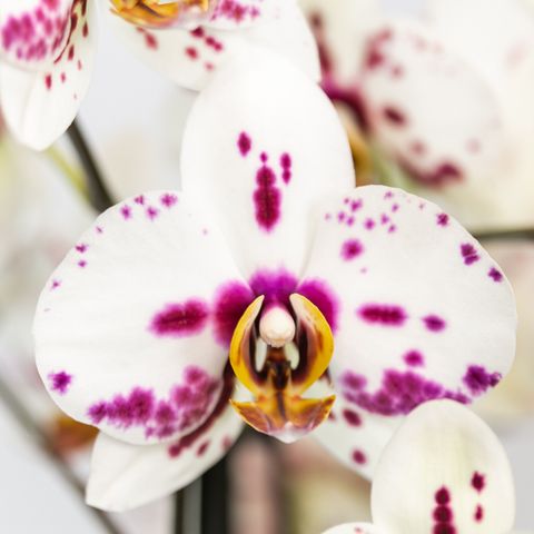 Phalaenopsis SINT MAARTEN