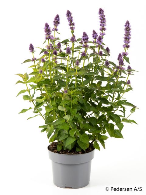 Agastache 'Blue Fortune'