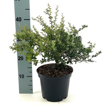 Berberis darwinii 'Compacta'