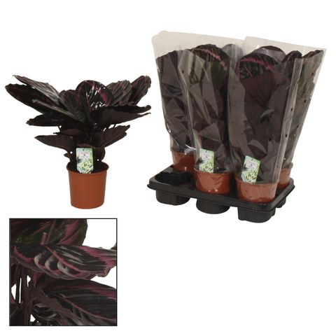 Calathea roseopicta SURPRISESTAR